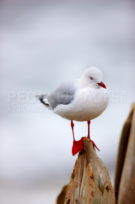 Buy stock photo One seagull sitting on a pier against a blurred grey background outside. Cute clean marine bird on a wooden beam at the beach with copy space. Wildlife in its nature habitat by the ocean in summer