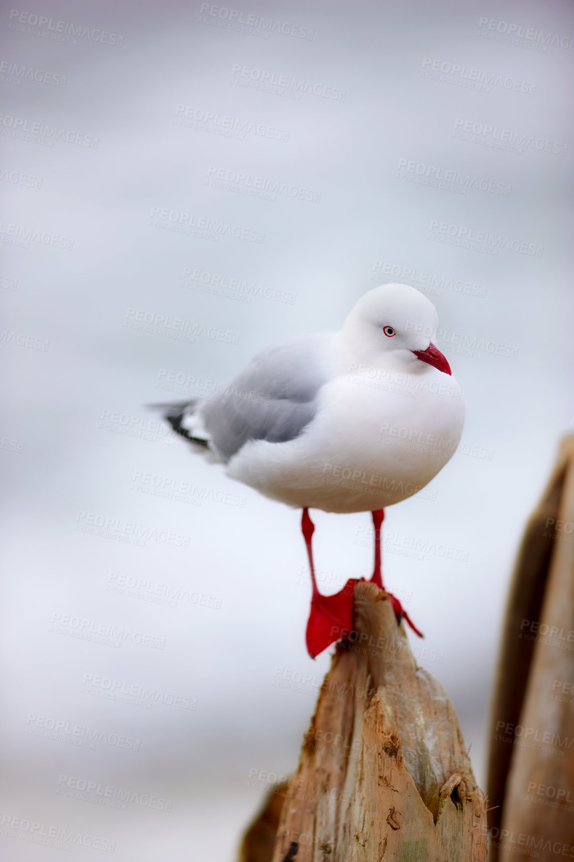 Buy stock photo One seagull sitting on a pier against a blurred grey background outside. Cute clean marine bird on a wooden beam at the beach with copy space. Wildlife in its nature habitat by the ocean in summer