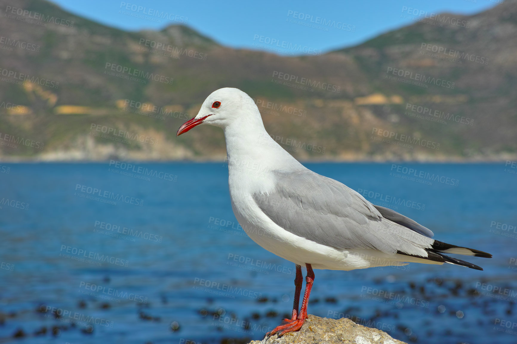 Buy stock photo A hungry seagull perching on a rock looking for fish in its seaside habitat. One adorable bright white and grey bird in nature at the ocean on a tree trunk or wood in the afternoon