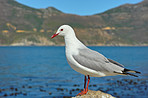 Seagull