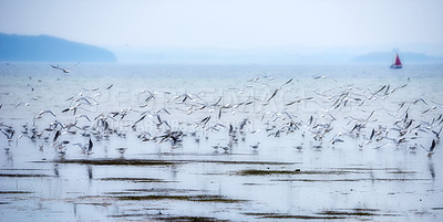 Buy stock photo a flock of seagulls hovering above the sea surface in their natural habitat or environment on a foggy day with copyspace. Hungry wild birds flying over beach water and catching fish in nature