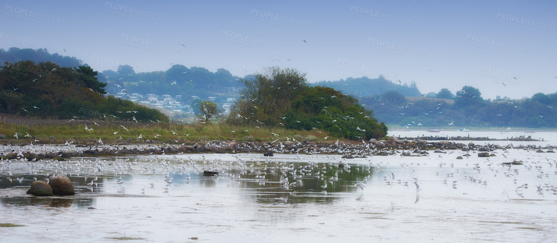 Buy stock photo Flock of seagulls flying over sea water in remote coastal city abroad and overseas. Group of white birds soaring, searching for nesting grounds. Birdwatching migratory avian wildlife looking for food