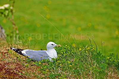 Buy stock photo A seagull standing in bright green grass outdoors in a park in its habitat and environment. A white and grey bird sitting in a lush pasture or meadow on a summer day or afternoon