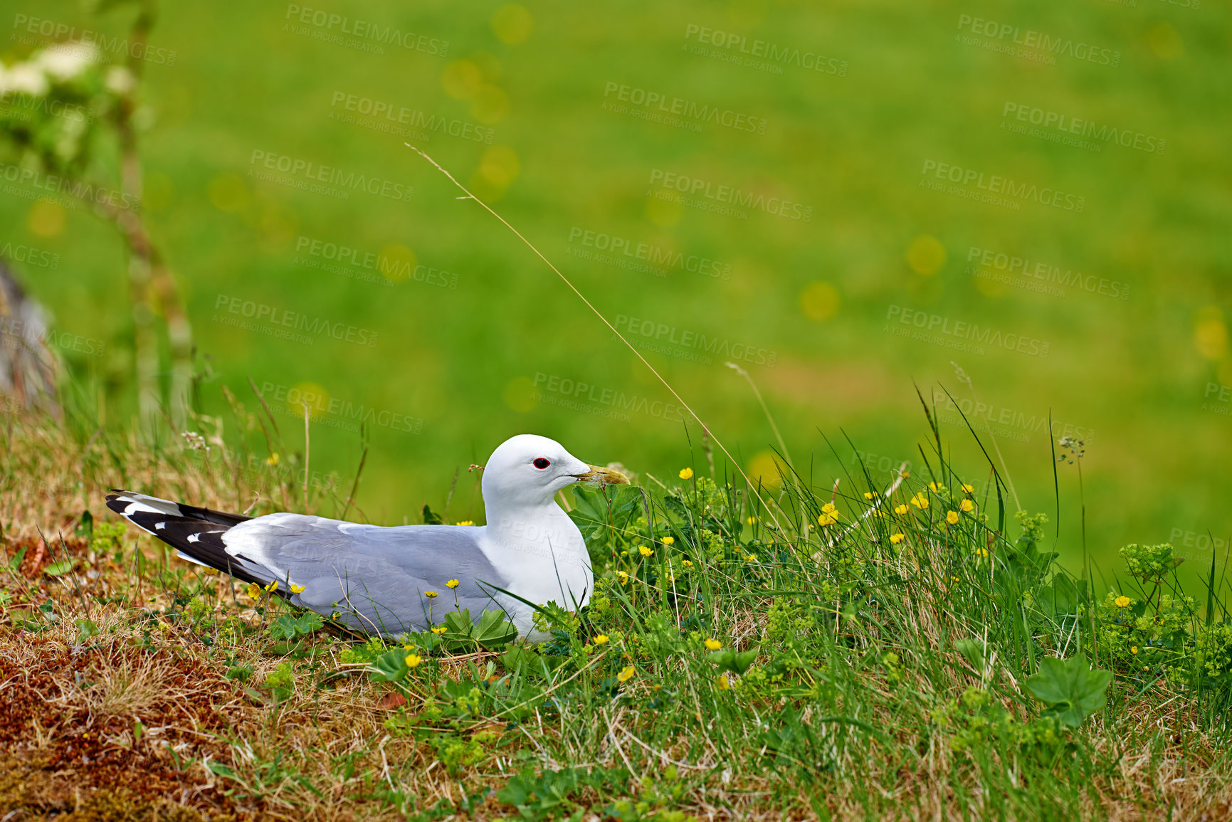 Buy stock photo A seagull standing in bright green grass outdoors in a park in its habitat and environment. A white and grey bird sitting in a lush pasture or meadow on a summer day or afternoon