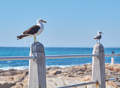 Buy stock photo Two seagulls perched on a barrier on the promenade by the harbour with copy space. Full length of white birds standing alone by a coastal city dock. Avian animals on the coast with a sea background