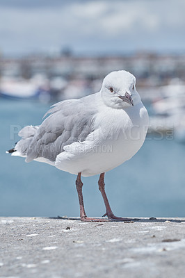 Buy stock photo A seagull standing on concrete at the beach in its habitat and environment with a city background. Portrait of a white bird or animal at the sea on a sunny summer day or afternoon