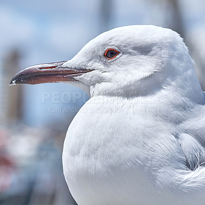 Buy stock photo Closeup of a pure white seagull at the beach with a sharp beak and beautiful eyes. A bird in its habitat and environment looking to the side outdoors in nature on a summer day
