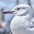 Seagull