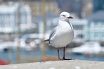 Seagull