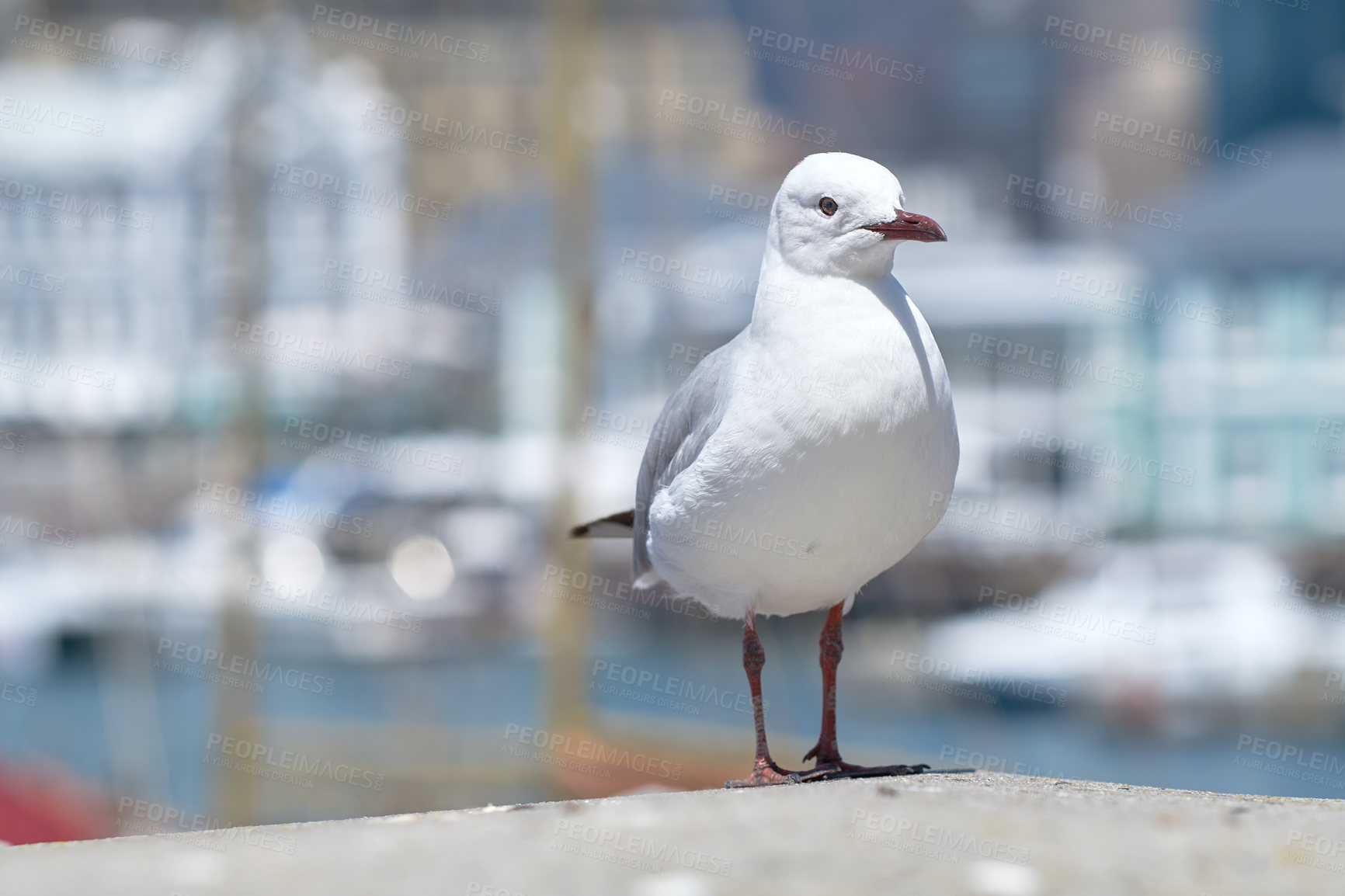 Buy stock photo Closeup of a seagull isolated against a bokeh background with copy space. Full length of a white bird standing alone by a coastal city dock. Birdwatching migratory avian wildlife in search for food 