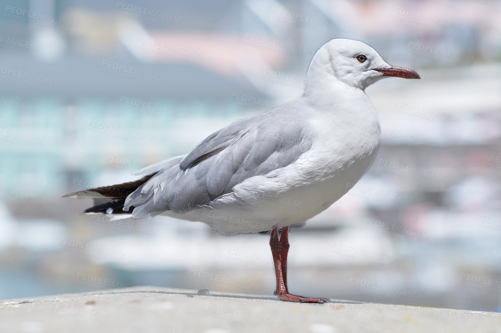 Buy stock photo A seagull bird standing on a city dock or pier against a blurred background with copy space. Closeup birdwatching of a white, grey red billed gull with beautiful feather textures near a harbor