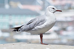 Seagull