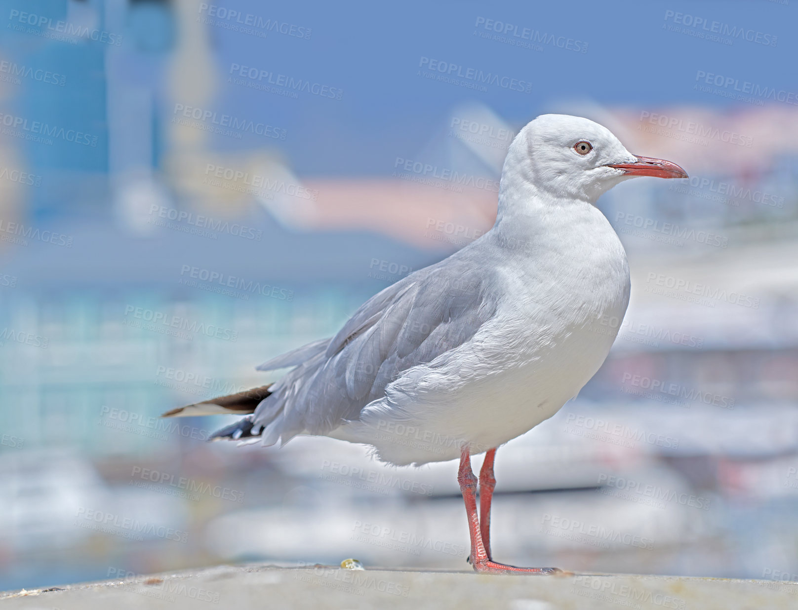 Buy stock photo One seagull sitting on an old sea pier by the harbor. The European herring gull on the beach railing. A single bird looking for food by the seaside. Closeup of wildlife on the coastline