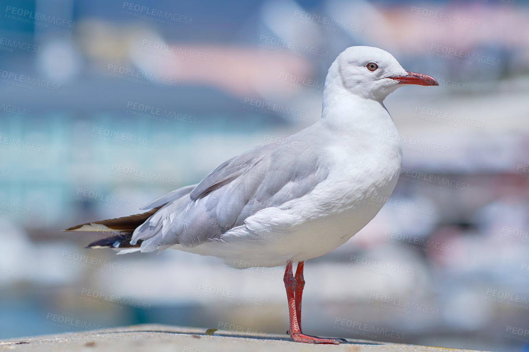 Buy stock photo A red billed gull standing on a city dock against a blurred background with copy space. Closeup birdwatching of a white, grey seagull bird with beautiful feather textures near a harbor
