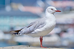 Seagull