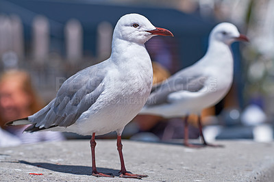 Buy stock photo Closeup of two seagulls searching for nesting grounds in a remote coastal city abroad and overseas. Birdwatching curious and mischievous migratory avian wildlife looking for food in a harbour dock