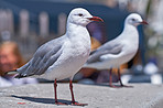 Seagull