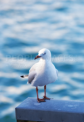 Buy stock photo A hungry red billed seagull perched on a rail looking for fish in its seaside habitat. A bird in its habitat and environment looking to the side outdoors in nature at a pier or dock on a summer day