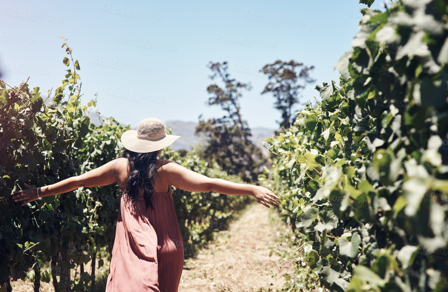 Buy stock photo Cropped shot of a happy young woman walking through a vineyard on a sunny day