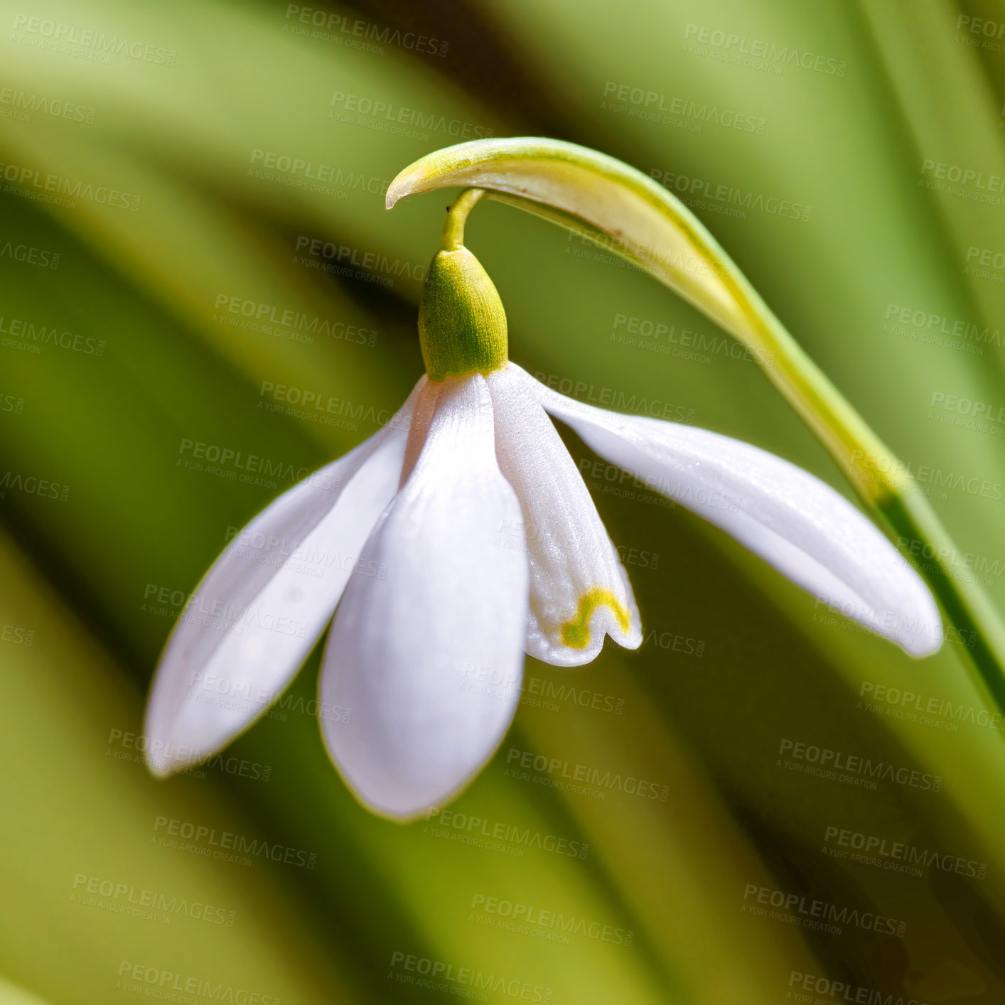 Buy stock photo Closeup of a snowdrop flower against blurred nature green background. Beautiful common white flowering plant or Galanthus Nivalis growing with petals, leaves and stem detail blooming in spring season