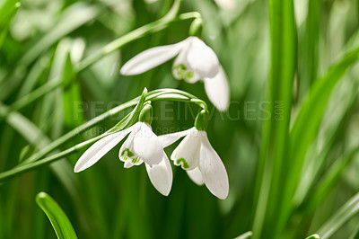 Buy stock photo Closeup of snowdrop flowers blossoming in a meadow against blurred green background. Delicate white blooms growing in a garden or forest in spring. Galanthus nivalis stems and leaves with copy space