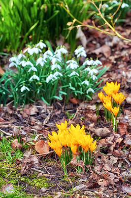 Buy stock photo Beautiful crocus in my garden in springtime