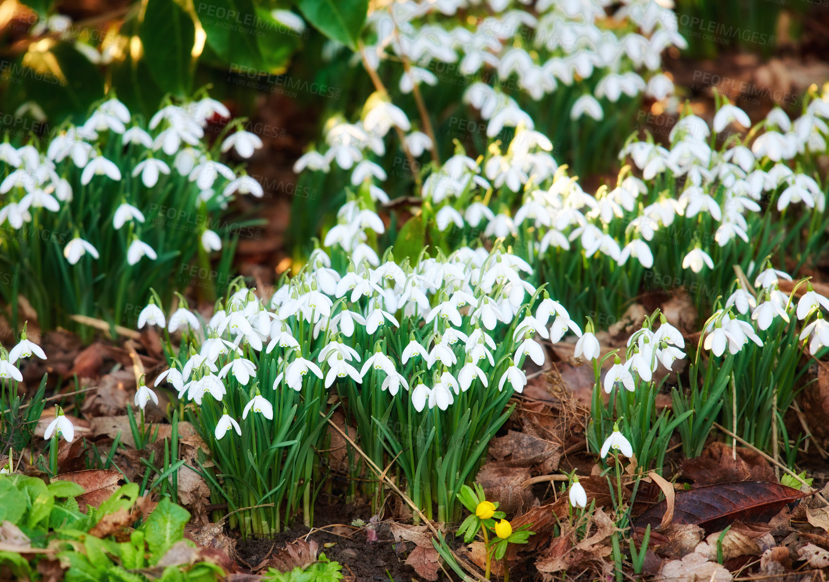 Buy stock photo Many white snowdrop flowers growing in a forest. Closeup flowerbed of common perennial flowering plants or Galanthus Nivalis blooming in nature or in a green eco friendly environment