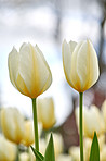 Tulips in my garden