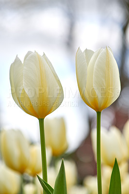 Buy stock photo A photo of beautiful tulips in the garden in early springtime