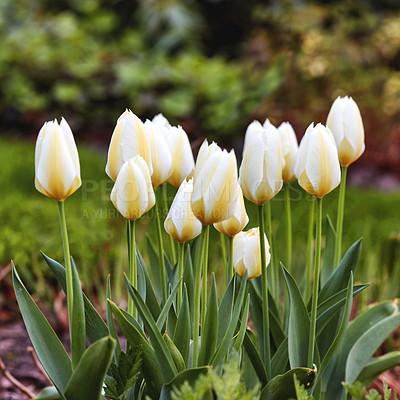 Buy stock photo A photo of beautiful tulips in the garden in early springtime