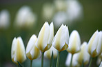 Tulips in my garden