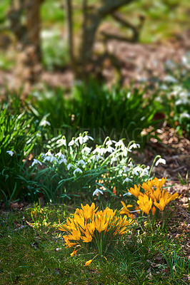 Buy stock photo Beautiful crocus in my garden in springtime