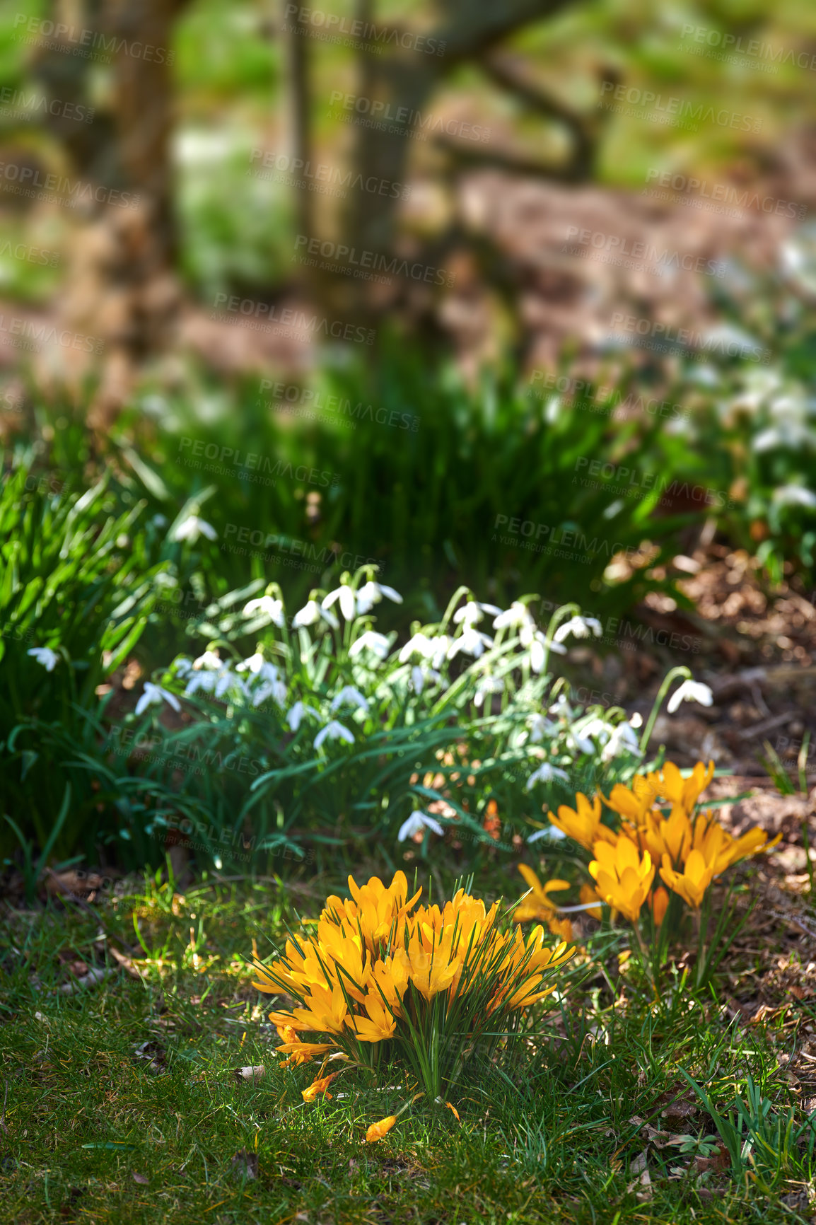 Buy stock photo Beautiful crocus in my garden in springtime