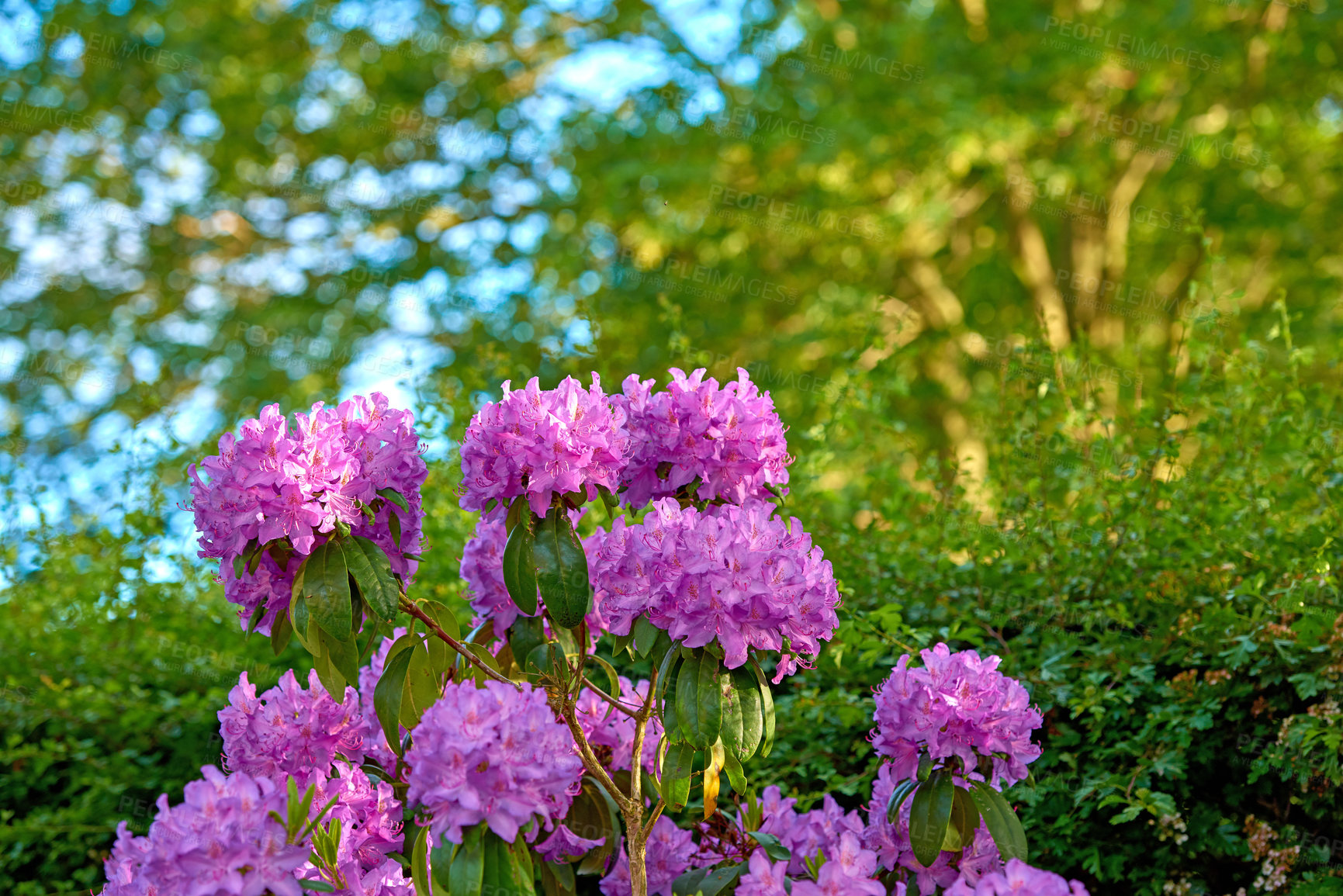 Buy stock photo Rhododendron is a genus of 1,024 species of woody plants in the heath family, either evergreen or deciduous, and found mainly in Asia, although it is also widespread throughout the Southern Highlands of the Appalachian Mountains of North America.