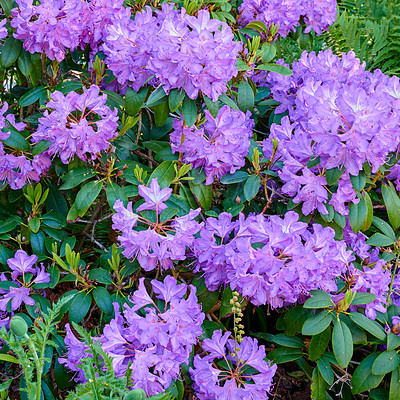 Buy stock photo Purple rhododendron growing in a flowerbed in a backyard or garden from above. Violet plants blooming, blossoming and flowering in a park during summer. Flora in it's natural environment in nature