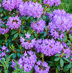 Purple Rhododendron Flowers