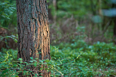 Buy stock photo Tree trunk isolated against a bright, colourful leafy forest background. Textured tree bark surrounded by vibrant greenery in spring. Closeup view of stunning nature scene in a lush magical forest