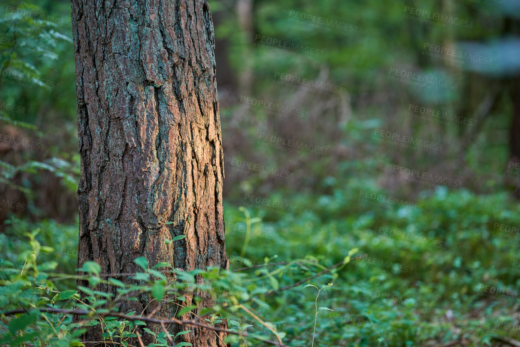 Buy stock photo Tree trunk isolated against a bright, colourful leafy forest background. Textured tree bark surrounded by vibrant greenery in spring. Closeup view of stunning nature scene in a lush magical forest