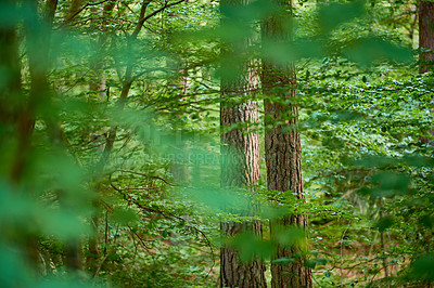 Buy stock photo Leafy and scenic landscape with fresh green deciduous trees in a remote nature environment. View of a saturated coniferous forest with vibrant leaves in spring. Closeup of an abundant lush forest