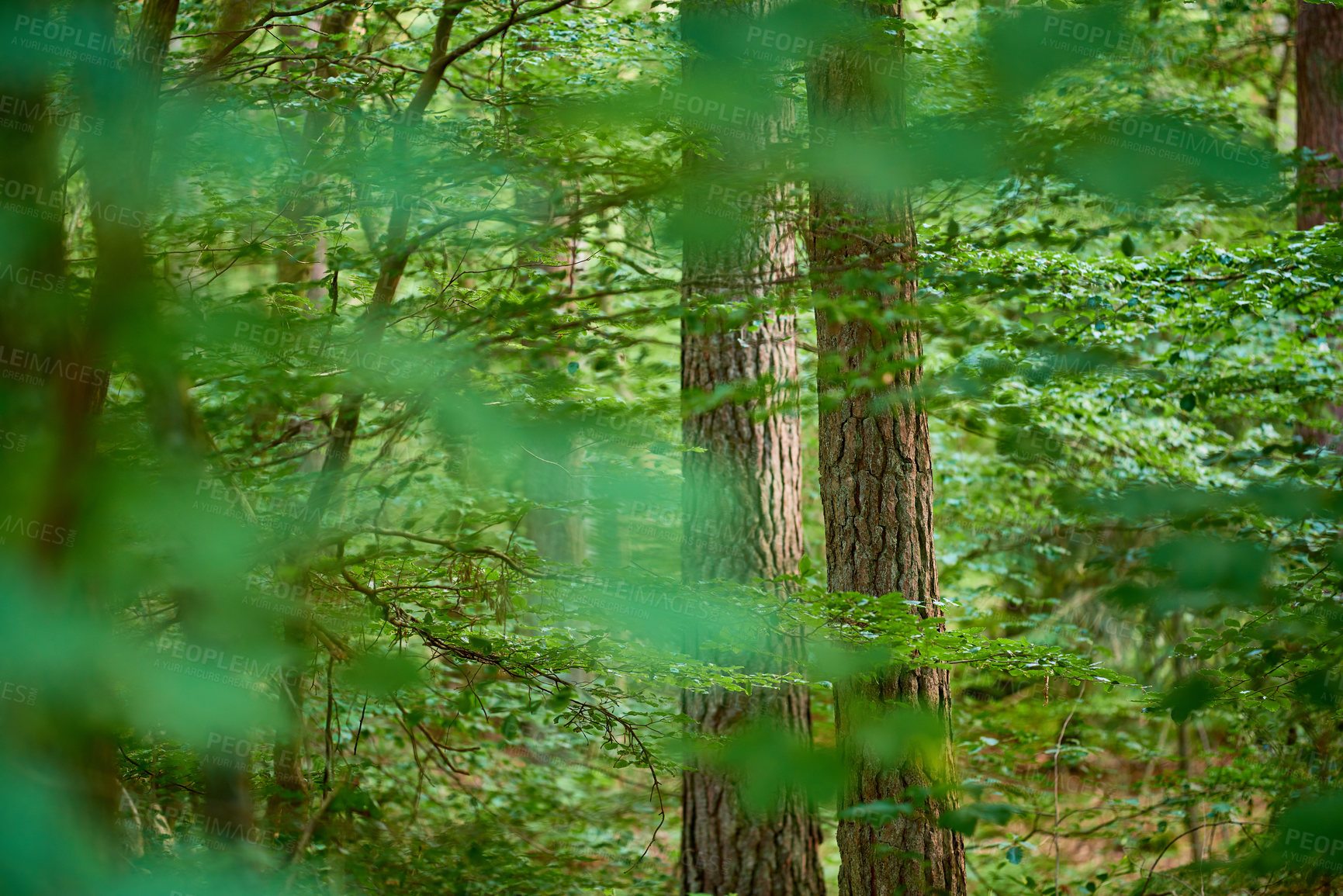 Buy stock photo Leafy and scenic landscape with fresh green deciduous trees in a remote nature environment. View of a saturated coniferous forest with vibrant leaves in spring. Closeup of an abundant lush forest