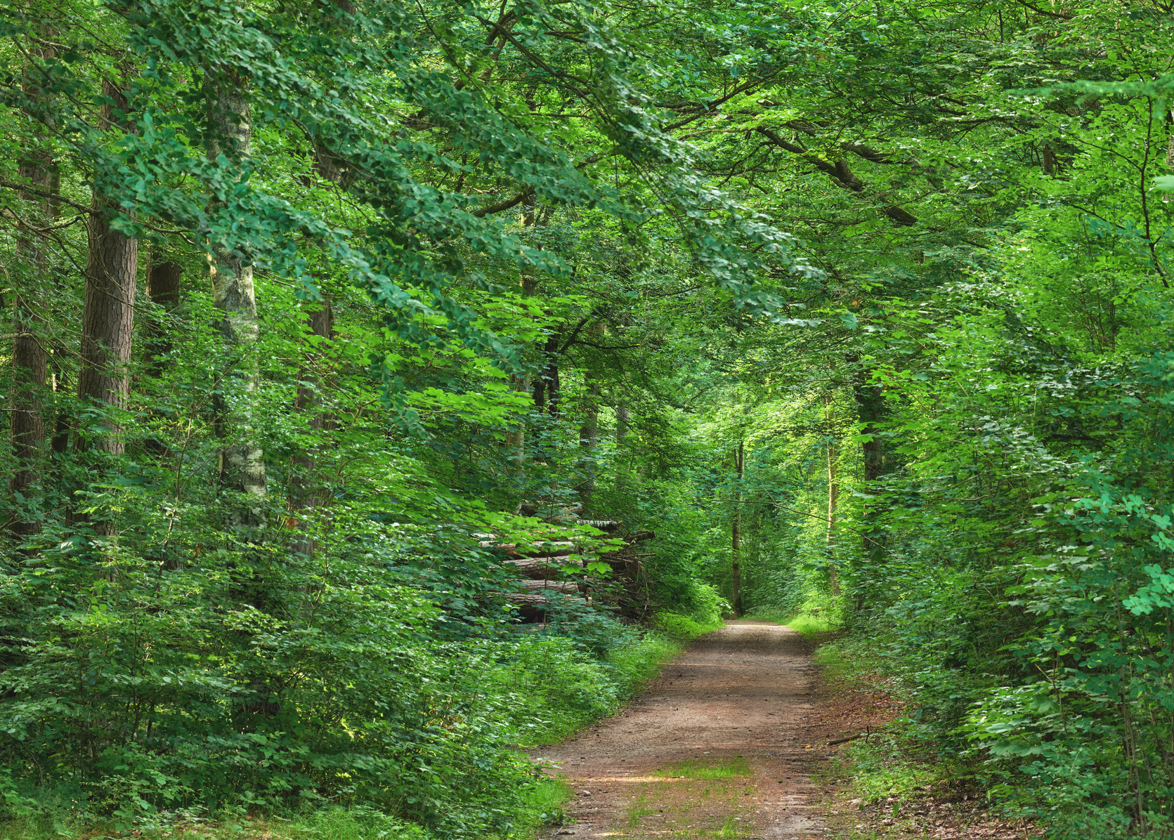 Buy stock photo Hiking trail in a beech tree forest in a remote countryside of Norway. Lush green trees growing in secluded woods and peaceful landscape in spring. Discovering mother nature and enjoying scenic walks