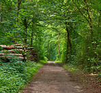 The forest in springtime