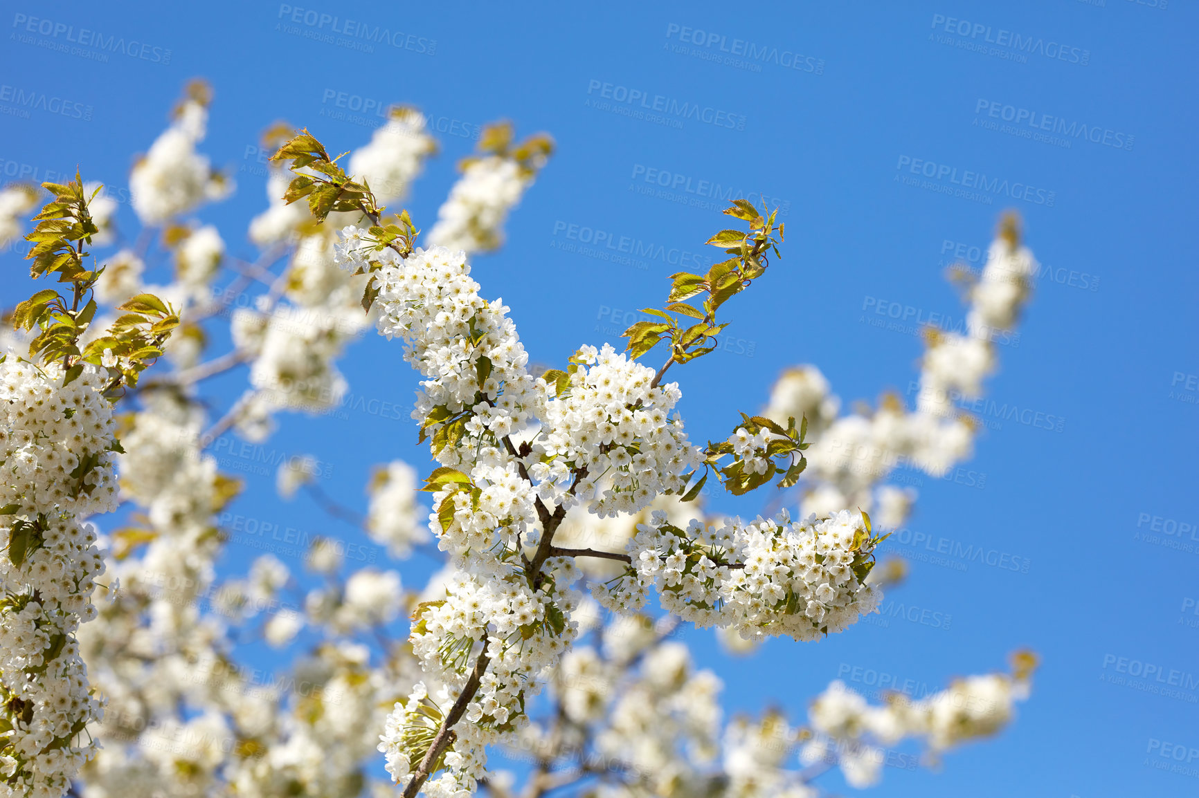 Buy stock photo Springtime photos