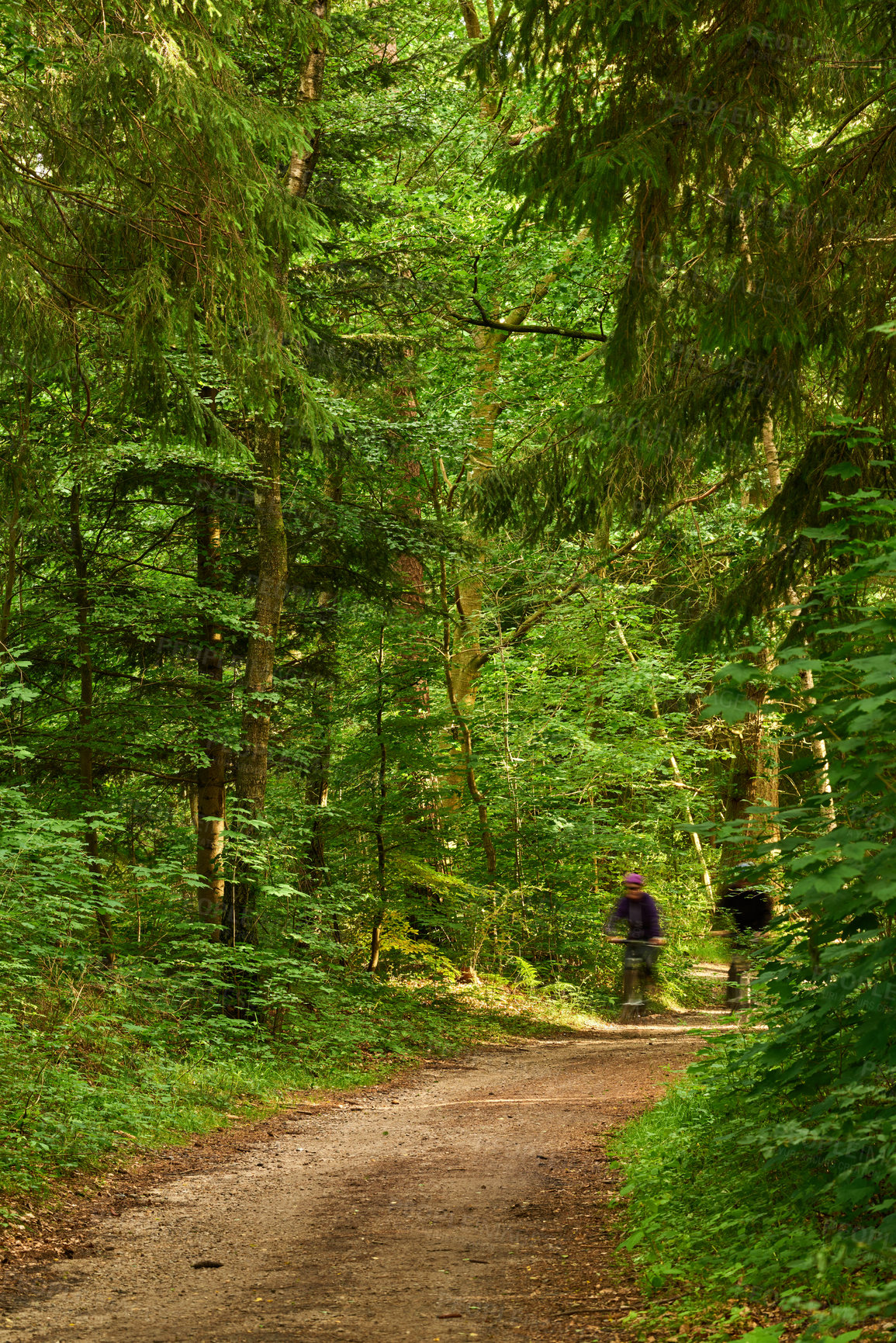 Buy stock photo Two cyclist riding their bikes down a dirt path or road in an uncultivated forest. Exercising and getting fit in the wilderness surrounded by tress and foliage. Athletes working out on their bicycles