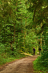 The forest in springtime