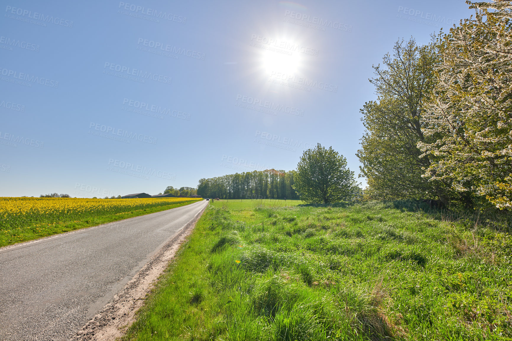 Buy stock photo Landscape view of sunflowers growing in remote countryside field with blue sky and copy space. Scenic tar road or street leading to agriculture farm of oilseed plants for food industry or oil produce