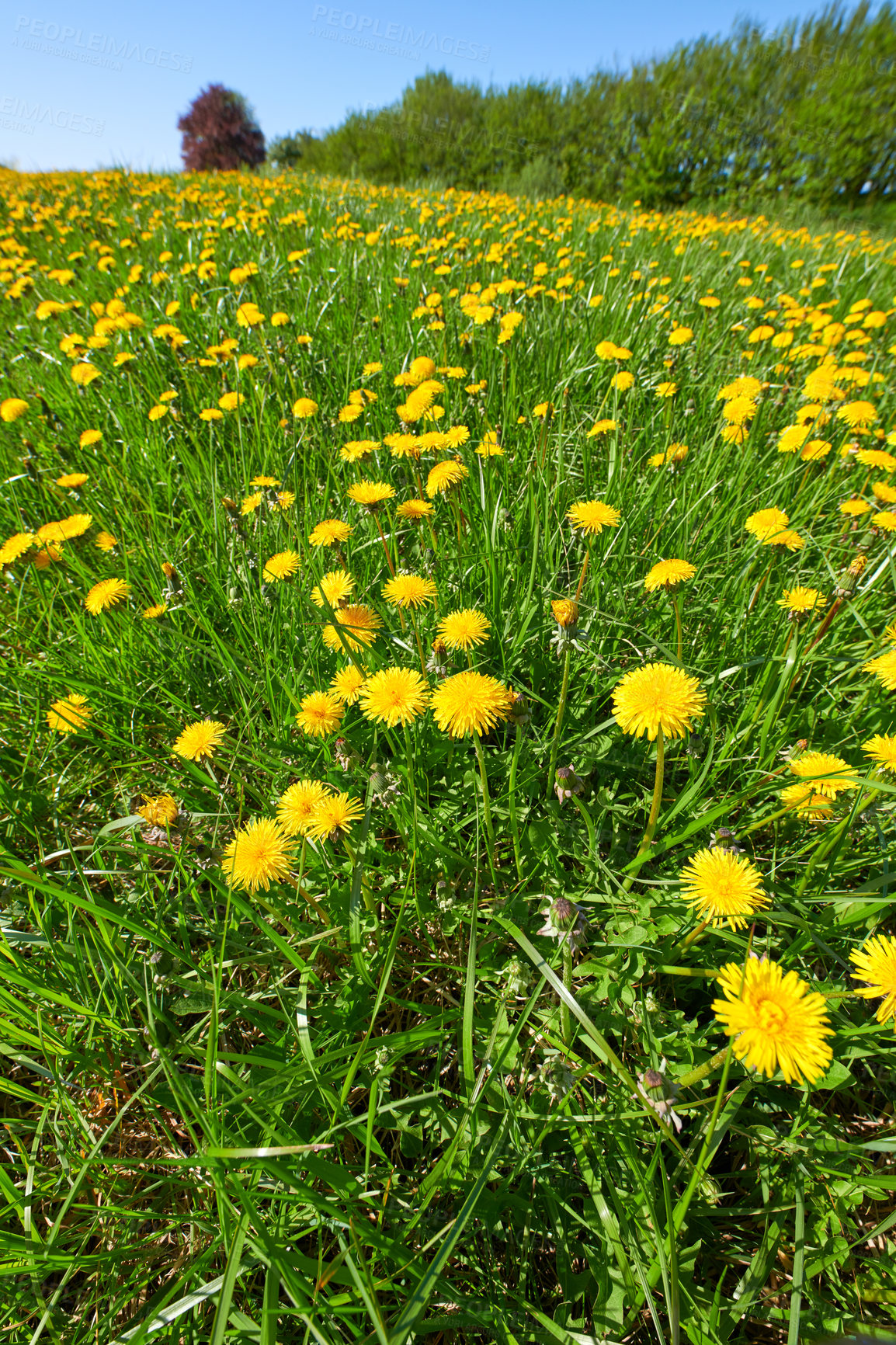 Buy stock photo Dandelion on green background