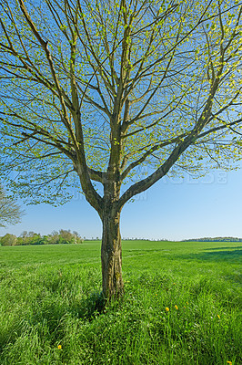 Buy stock photo Danish countryside in springtime