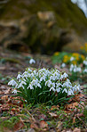 Common snowdrop - Galanthus nivalis 