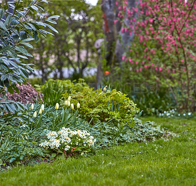 Buy stock photo A photo of beautiful tulips in the garden in early springtime